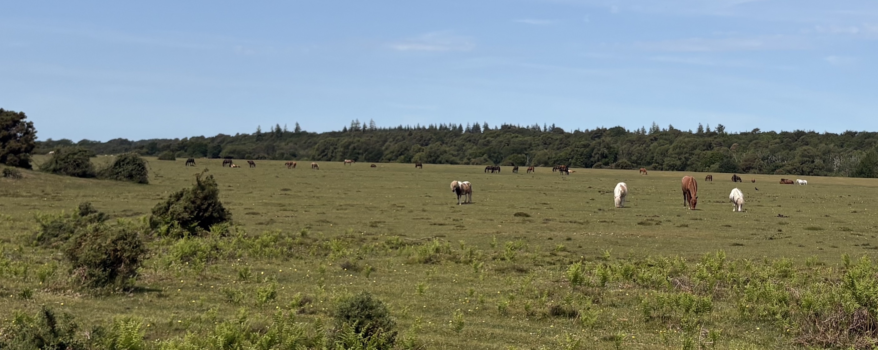 Wild horses 🐴, ponies 🦄 and donkeys 🫏